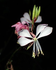 P5075023a.jpg